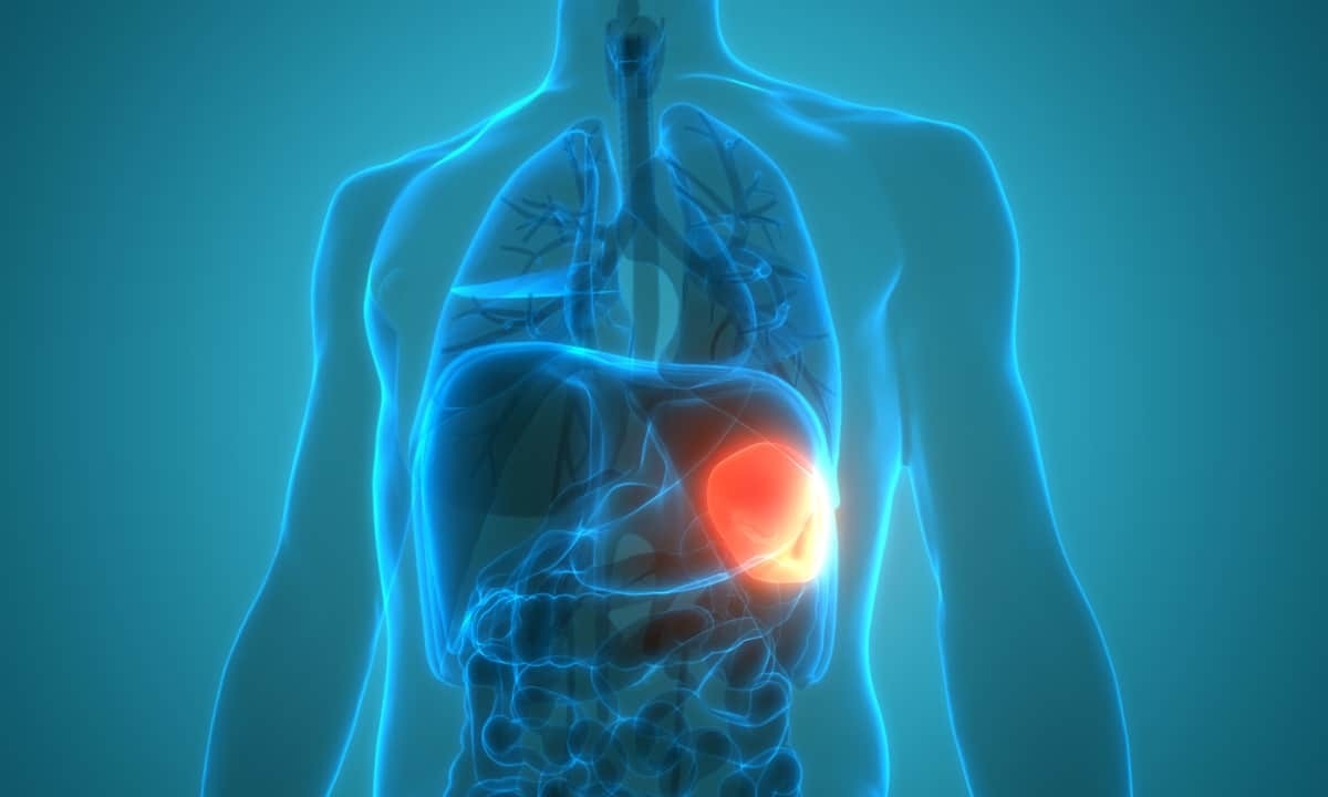 Cary Gastroenterology Associates | What Is the Function of the Spleen?